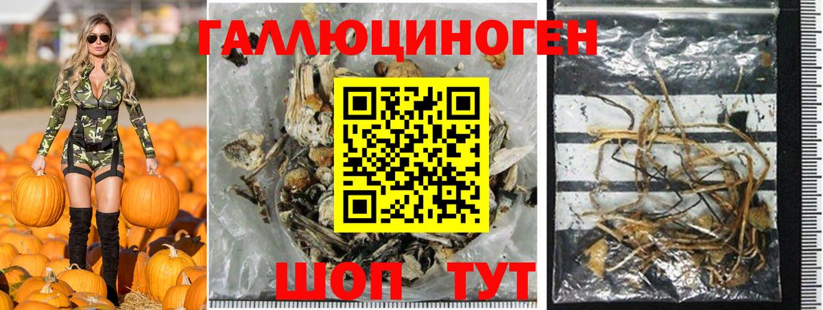 Галлюциногенные грибы Psilocybe Волоколамск